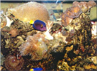 Reef Aquarium With Clownfish